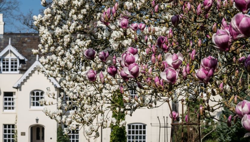 Sir Harold Hillier Gardens magnolia